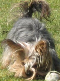 Goofy but Smart - A Dog's sixth sense not to be reckoned with!