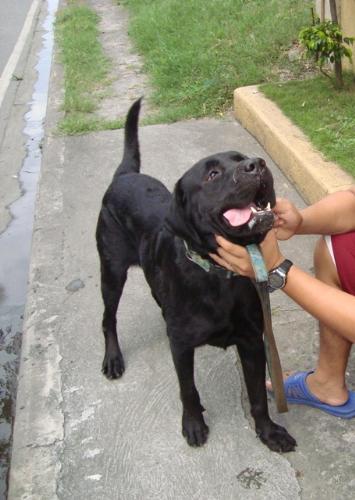 My Labrador: Marco - This was taken when me and my brother's walking Marco around our village. He was so excited since we are both busy that we don't have time to play with him anymore. He looks so happy in this picture.