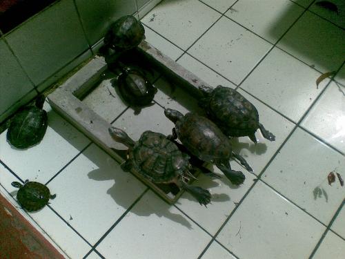 Turtles - Saw these turtles at school and took a picture of it.They look like they were sun bathing!haha