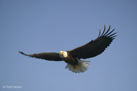 the champion - just want to fly in the sky without any limit...
