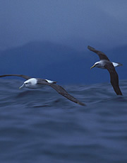 Albatross - Has a tendency to have a mind that wanders, but when in search of a particular goal, will travel great lengths to achieve it. Occasionally, the albatross may become caught up in things it shouldn't when not seeing clearly enough.