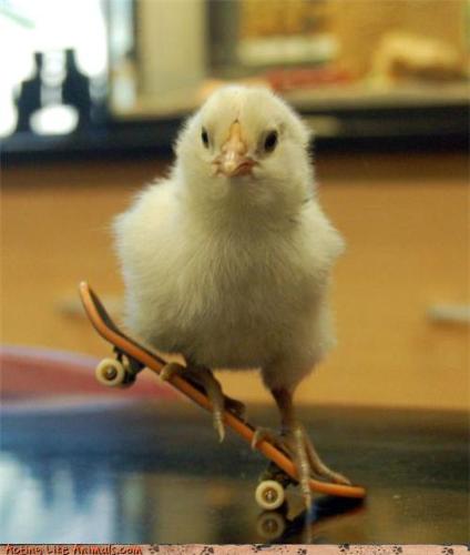 Skater chick - This is a really cute photo of a chick that I found online. I don't know if it is real or if it's photoshopped, but it's uber-cute all the same.