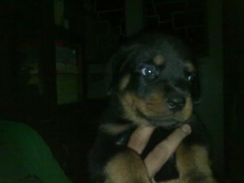 my puppy - 2month old