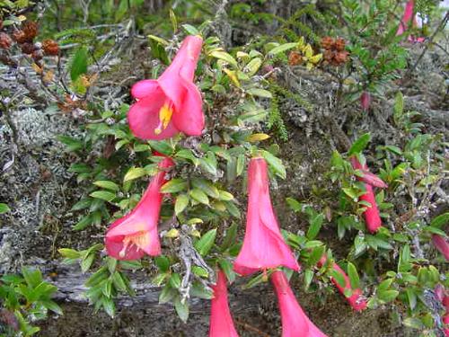 Copihue - Chile´s national flower. It grows in the south as a vine among native forests.