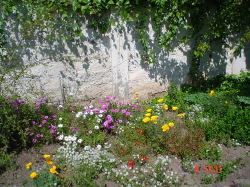 Chilean poppies - I think the yellow-orange in the middle of the picture belongs to the poppies in my yard.