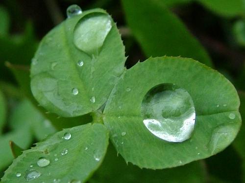 Rain drops in leaves!! - rain drops in a leaves of a bryphyllum plant at my house.