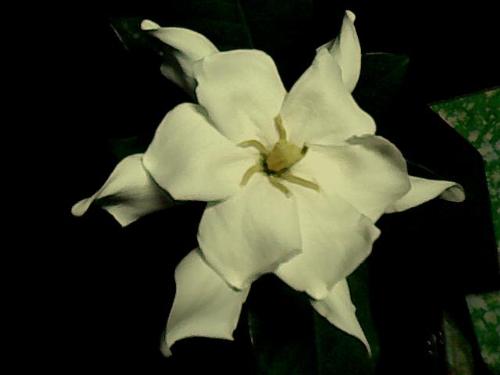 gardenia jasminoides - beautiful white flower smells like wow.