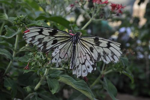 butterfly - Photo of a butterfly.