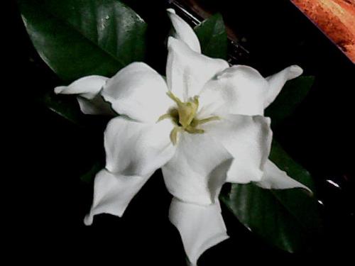 gardenia flower - A great looking bloomer too bad I cut him out.