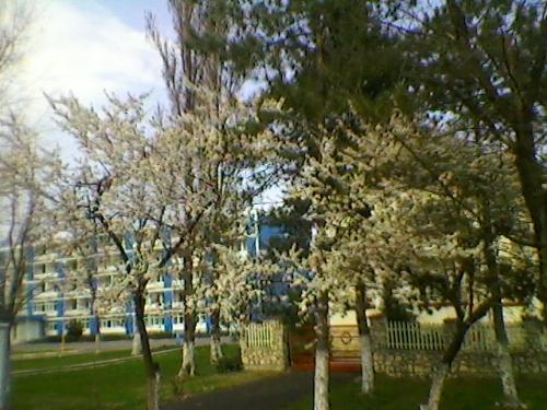 Spring - Programming National Olympics - Romania - Spring in constanta, Romania  I hope you leek trees with flowers ^^