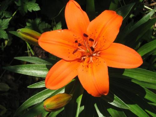 Spring Flowers - Rewards of Spring