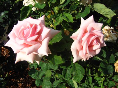 Roses 1 - Two of our pink roses in our fabulous rose garden, compliments of my husband.