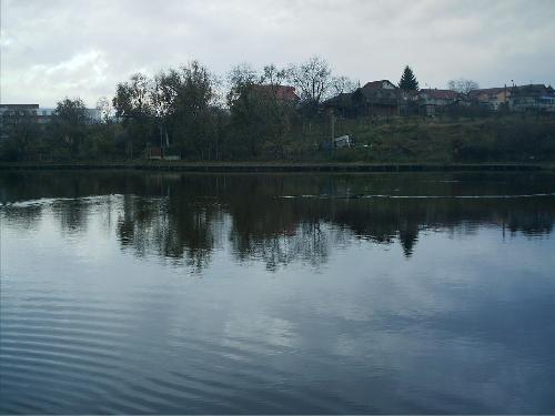 ducks in lake - ducks in lake