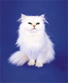 Persian white cat - Lovely Persian white kitten!