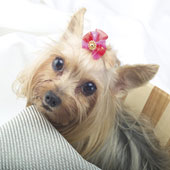 York Shire Terrier - York Shire Terrier!