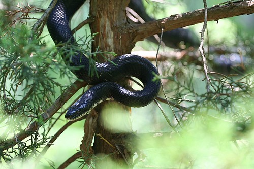 snakes  - snake!!!