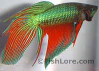 Fish - Beta Fish!