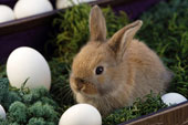Rabbit - Nice rabbit!