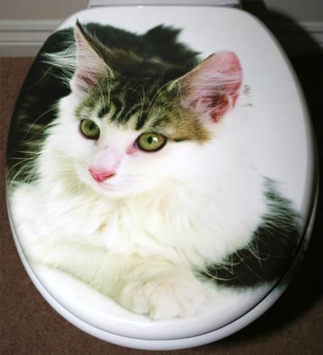 Kitten - Cute Kitten!