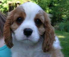 Puppy - Cute Puppy!