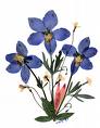 flowers - delphiniums
