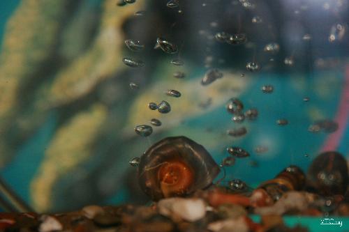 Aquatic Snail Bubble Photograph - This is a Ramshorn Snail. There are many different types of these snails, but this one is called by a common name of golden Ramshorn. It has colors of gold, blue and red in its shell. I caught this photograph while it was resting by the bubble air-stone. Snails and bubbles photograph so nicely together I think.