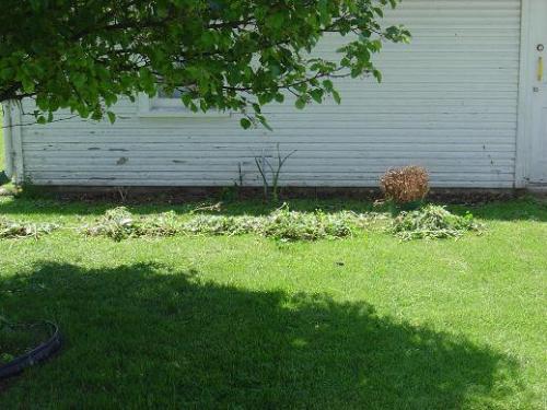 After I tore out the weeds - Lots of Creeping Charlie, a lovely weed with purple flowers that grows almost as fast as Kudzu!