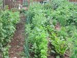 Growing Vegetables - I am looking forward to a good harvest this year