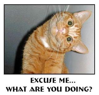 What are YOU doing? - This is a cute photoshopped image of a cat asking the world; "What are you doing?"