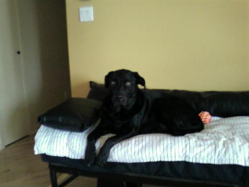 Black Labrador Miky - My furbaby Miky