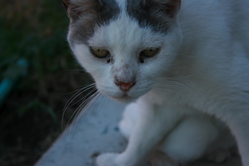 Skin Cancer in Cats - This is the beginning of the squamous skin cancer on the nose of a white cat.