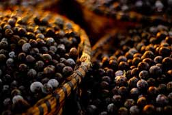 Acai Berry - A super food or a super scam?