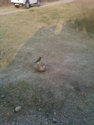 lonely in jungle - lots of animals are there in a jungle still this bird is alone but she is not depressed..she is enjoying his life and trying to make new friends to make her life happy...so we all should make our life happy...we all are alone but we can make our life enjoyable