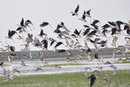 chilika lake - A true delight for the nature lovers,do u love nature...discuss