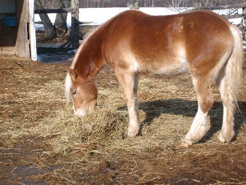 Snowflake - Snowflake the Haflinger Snowflake - Snowflake the Haflinger