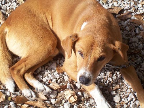 Sparky - This is my basenji mix dog. He is about 6 or 7 yrs old. I got him from the Humane Society. He has been great. He is a real sweetheart.