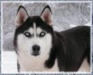 A Siberian Husky - siberian husky