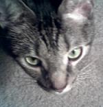 My cat watching the ball - I took this pic while holding the ball.