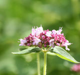 The flower of the oregano - The flower of the oregano, also known as marjoram
