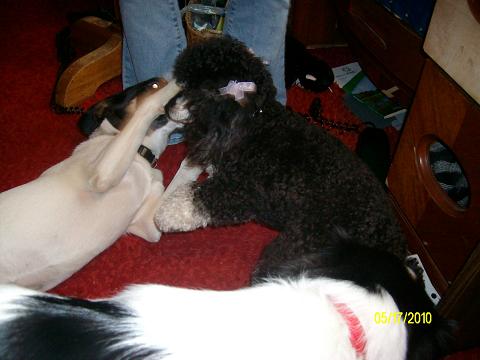 Penny,Menchi and Ciara - My dogs and granddogger are playing so well..