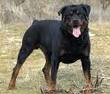 Rottweiler - a strong Rottweiler