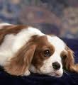 Cavalier King Charles Spaniel - it's a very loving dog..