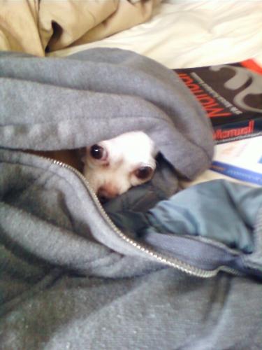 Mexican Chihuahua - Picture of a cute chihuahua named Paris who is peaking out from under my sweater. She was called an albino Chihuahua at birth but I doubt she is. She has blonde and white hair and is very hyper all the time. I tried to train her to pee in a litter box but it didn't work.