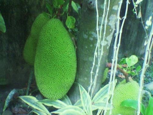 Jackfruit around the corner - This is one of my favorite tropical fruits. The tree is just near the water pump.
