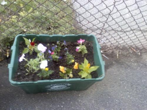 my flowers - This is the first time I have ever planted anything. I am so excited and proud to know that I did it! We dont have a grassy yard. We live in a rented apartment so I did all raised beds so If anything happens they can be moved.