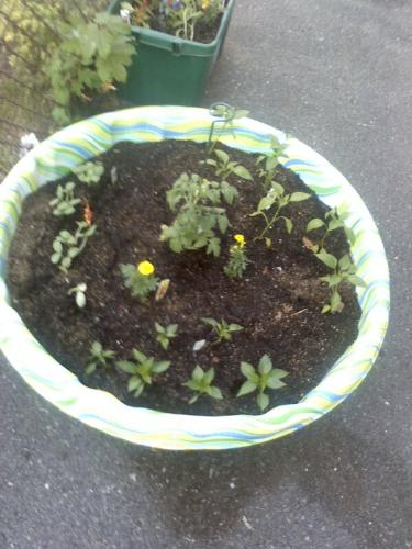 My Raised Bed Veggie Pool! - My first attempt at gardening. I hope It comes out ok. I am giving them Love, prayer, and water. dl
