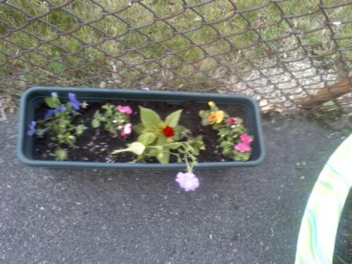 My Flower box without the window. - I tried to make a flower box for my second floor window. I didnt check the window and when I tried to put the attachment that holds the box. NO FIT! so now I have a flower box on the ground. Dont worry I will figure out a safe way to attach that dag gone box. dl