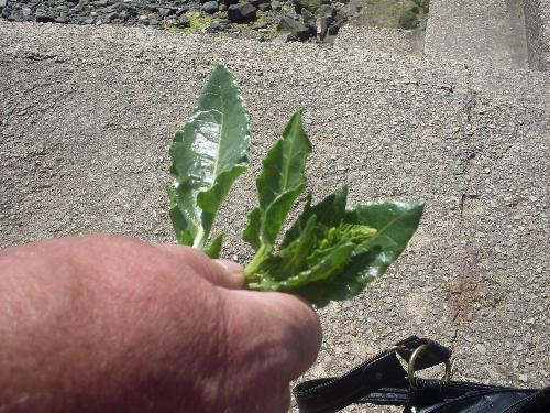 Some we picked - Some of the Sea Kale that we picked from along the coastline of LAncashire