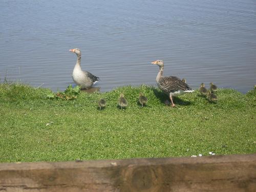 the goslings - I forgot the picture before, these are the new babies!!