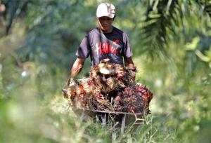 Gathering palm oil - Online protest drives Nestle to environmentally friendly palm oil Gathering palm oil - Online protest drives Nestle to environmentally friendly palm oil